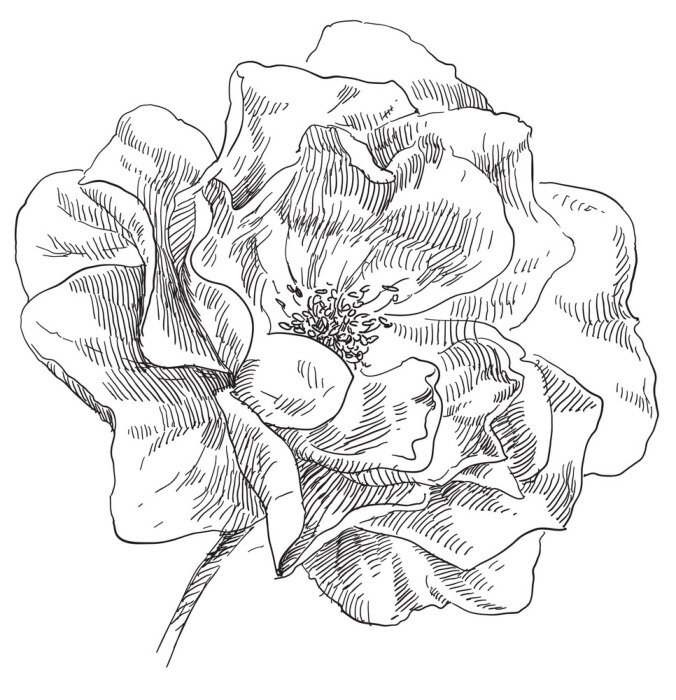 Poster Handgezeichnete Mohnblume