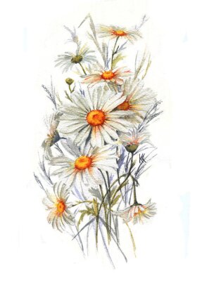 Poster Handgezeichnetes Aquarell zart Sommerblüte Künstlerische Gänseblümchen Blumen. Wilder Kamillenzeichnung. Natürliche Illustration für die dekorative Design auf dem weißen Hintergrund.