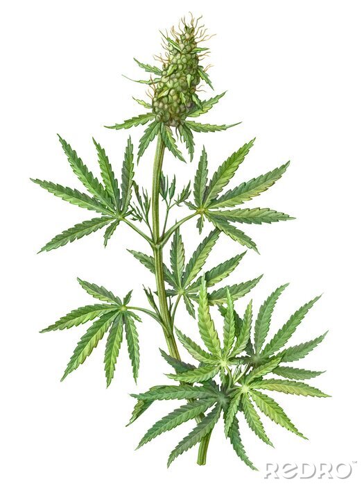 Poster Hanf auf weißem Hintergrund