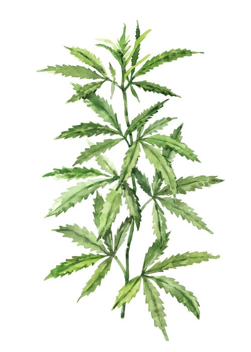 Poster Hanfzweige mit entfalteten Blättern