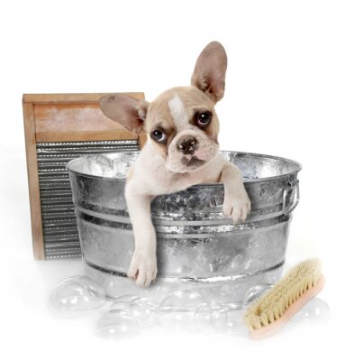 Poster Haustier Hund in einem Bad