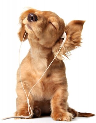 Poster Haustier Hund mit Kopfhörer