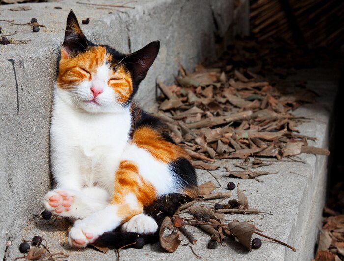 Poster Haustier Kätzchen