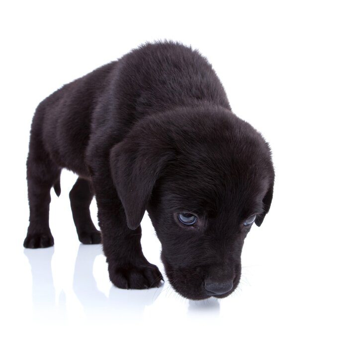 Poster Haustier Labrador