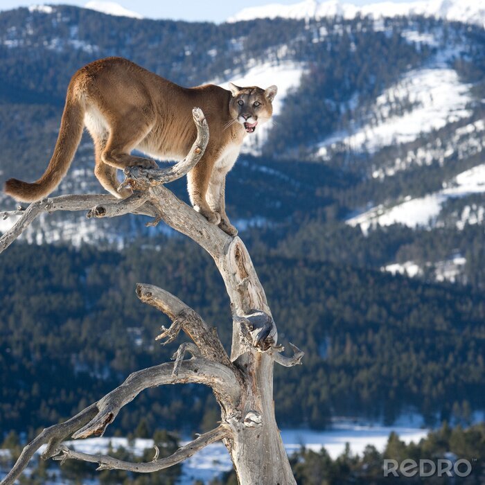 Poster Haustier Löwe vor dem Hintergrund der Berge