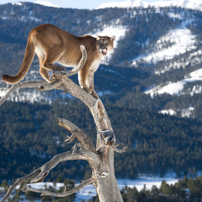 Poster Haustier Löwe vor dem Hintergrund der Berge