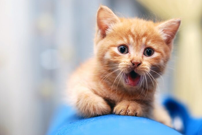 Poster Haustier rotes Kätzchen