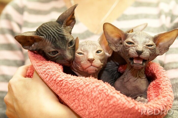 Poster Haustier Sphynx-Katzen