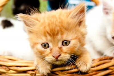 Poster Haustiere kleine Kätzchen