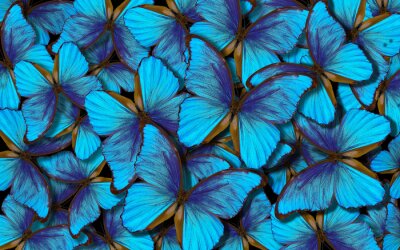 Hellblaue Schmetterlinge Marpho-Hintergrund