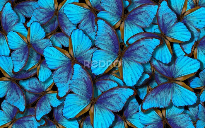 Poster Hellblaue Schmetterlinge Marpho-Hintergrund