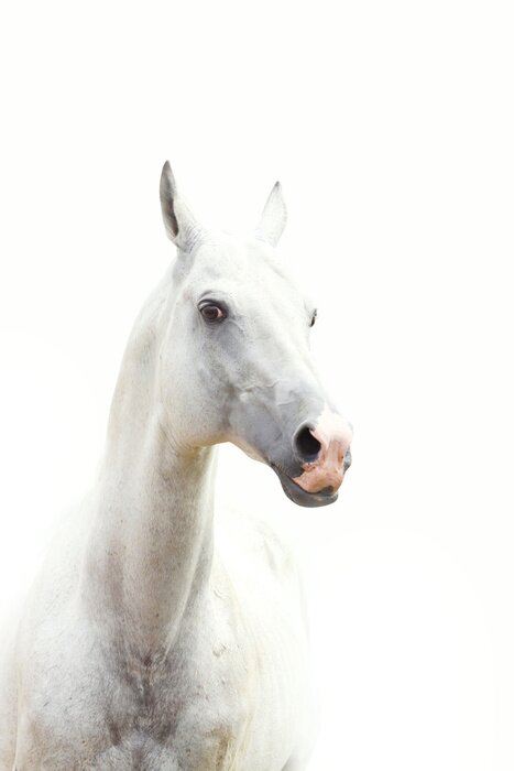 Poster Helles muster mit pferd