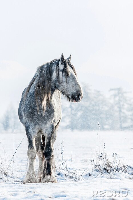 Poster Hengst shire auf winterwiese
