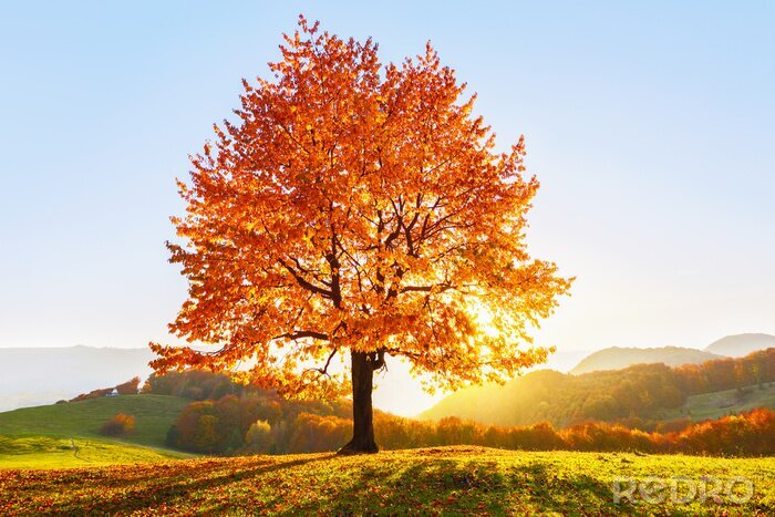 Poster Herbstbaum auf einem offenen Hügel
