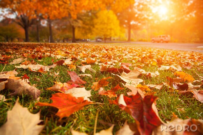 Poster Herbstblätter auf dem Gras am Wegesrand