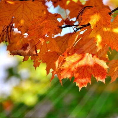 Poster Herbstblätter im Sonnenlicht