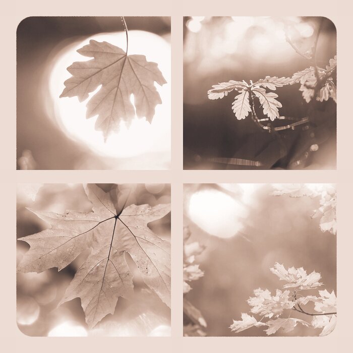 Poster Herbstblätter in Sepia