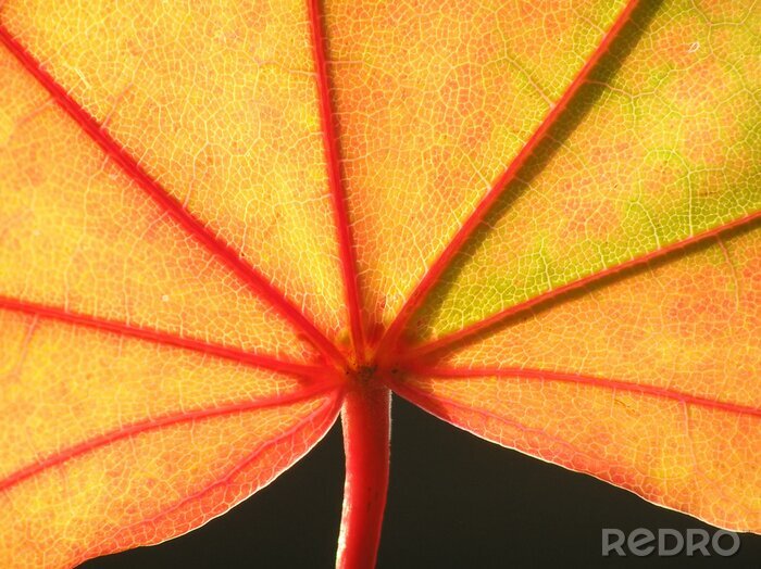 Poster Herbstblatt in der Sonne