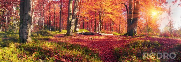 Poster Herbstbuchen im Wald