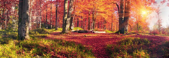Poster Herbstbuchen im Wald