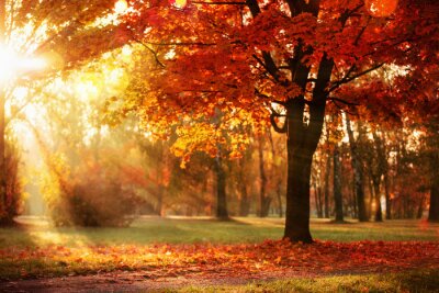 Poster Herbstfarben bei Sonnenuntergang