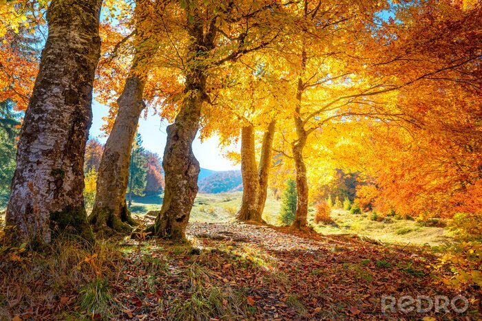 Poster Herbstfarben in den Bergen