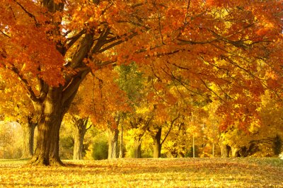 Poster Herbstfarben in einem begrünten Park