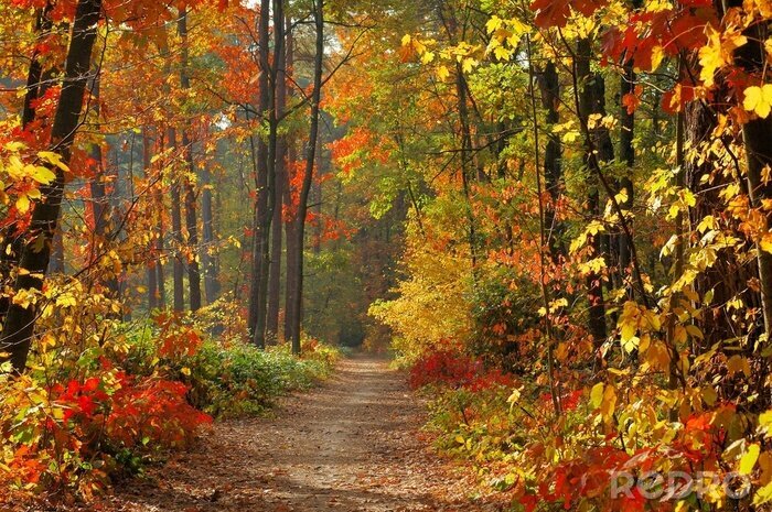 Poster Herbstfarben in einem dichten Wald