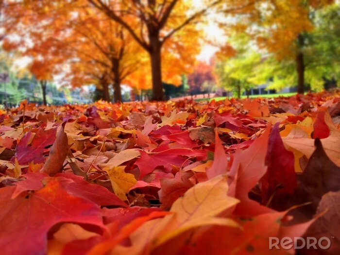 Poster Herbstfarben in einem Stadtpark