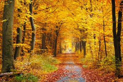 Poster Herbstfarben in einem von einer Straße durchquerten Wald