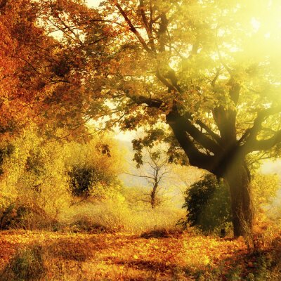 Poster Herbstlandschaft des Laubwaldes