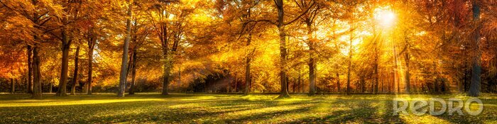 Poster Herbstlandschaft im Park