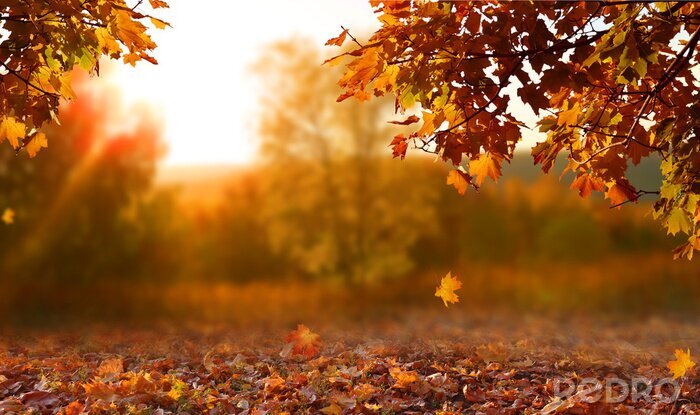 Poster Herbstlandschaft mit Blättern