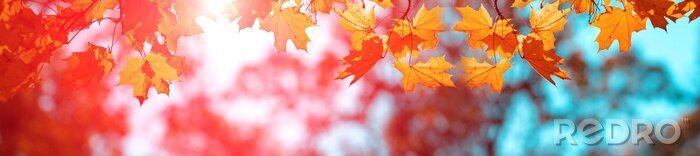 Poster Herbstliche Ahornblätter auf zweifarbigem Hintergrund