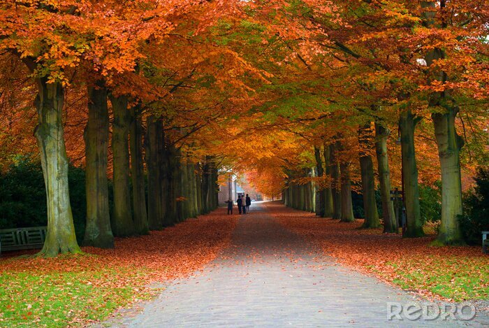 Poster Herbstliche Baumkronen
