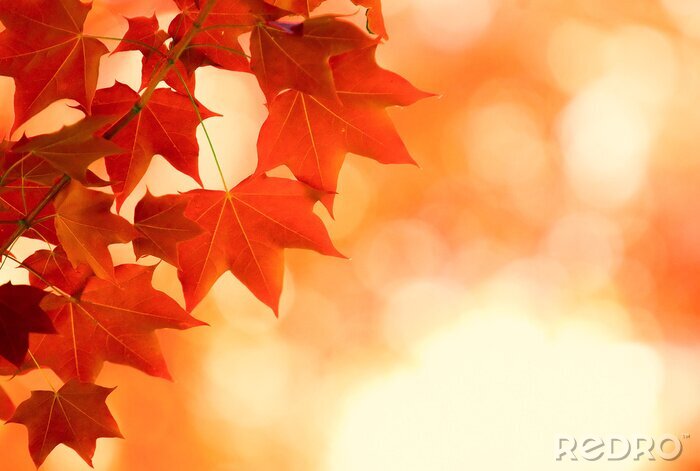 Poster Herbstliche Natur mit roten Blättern