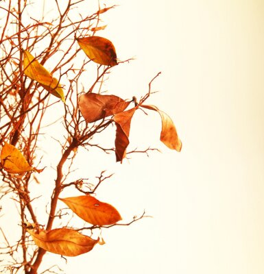 Herbstlicher Ast