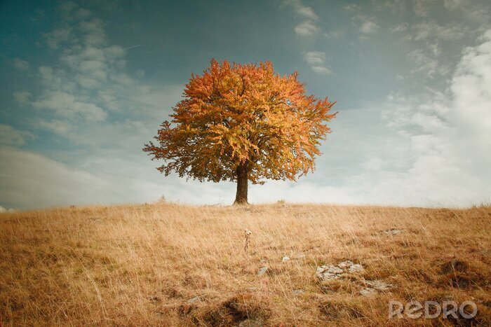 Poster Herbstlicher Baum inmitten der Landschaft