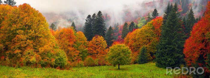 Poster Herbstlicher Bergwald