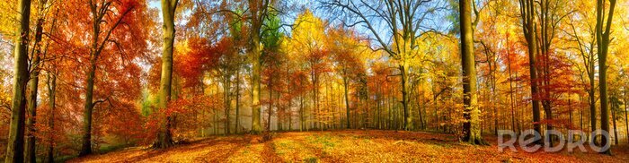 Poster Herbstlicher Park