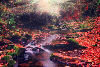 Poster Herbstlicher Wald und Wasserfall