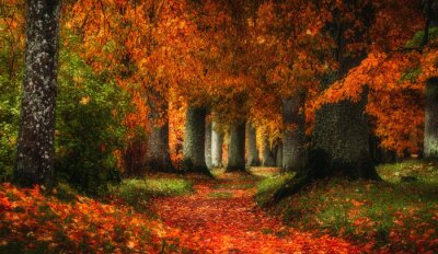 Poster Herbststraße zwischen den alten Bäumen