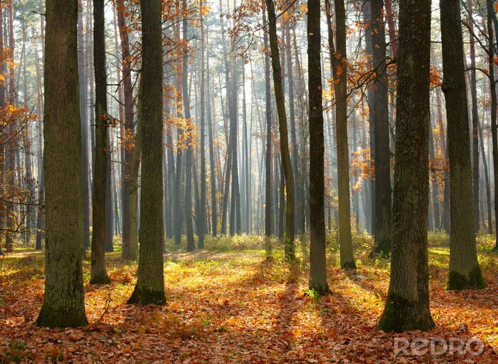 Poster Herbsttag im Wald
