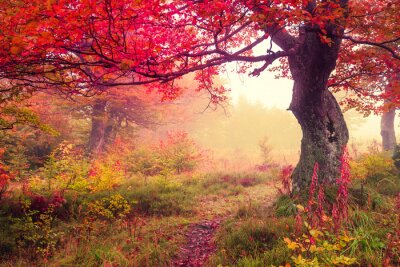Poster Herbstwald im Nebel mit einem gebogenen Baum
