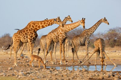 Herde wunderschöner Giraffen