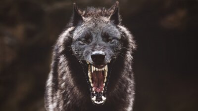 Heulender schwarzer Wolf