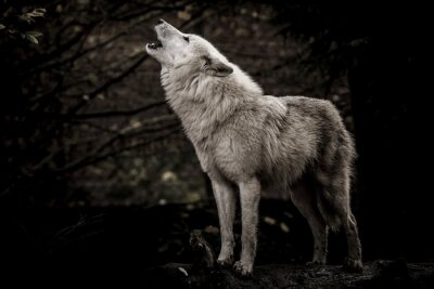 Poster Heulender weißer Wolf