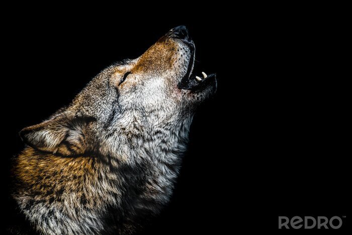 Poster Heulender Wolf auf dunklem Hintergrund