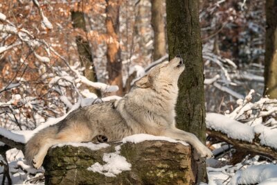 Poster Heulender Wolf auf einem Felsen