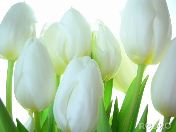Poster Hintergrund mit weißen Tulpen